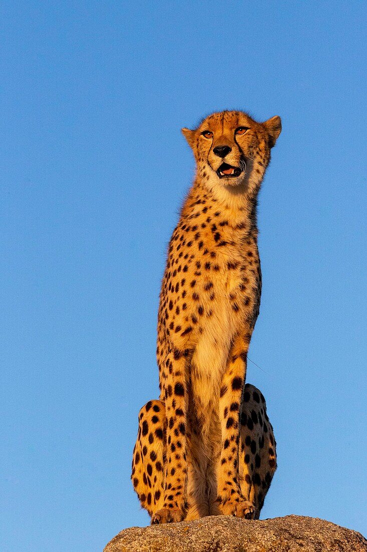 Gepard (Acinonyx jubatus),kommt in Afrika vor,ein erwachsener Gepard auf Felsen,captif