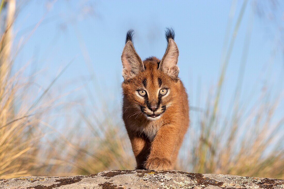 Caracal (Caracal caracal) , Occurs in Africa and Asia, Young animal 9 weeks old, Walking in the rocks, Captive