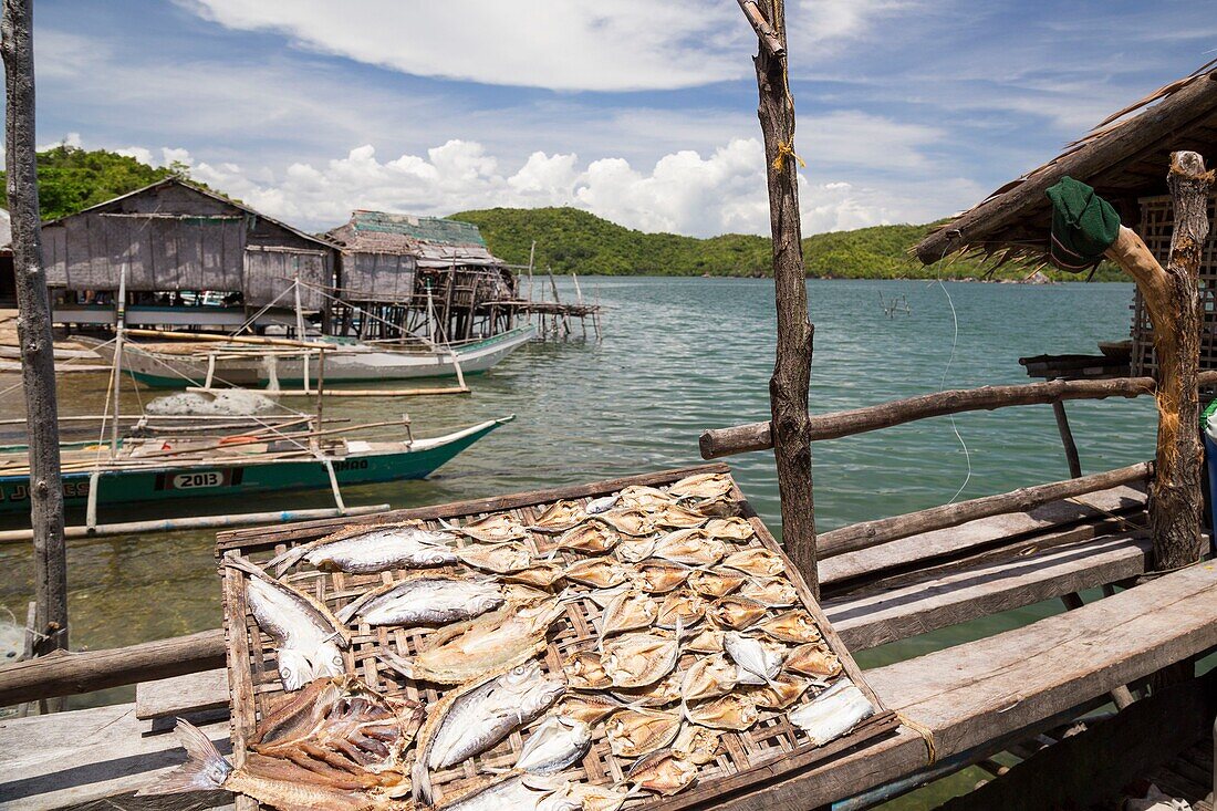 Philippinen,Palawan,Geschützte Landschaft und Meereslandschaft Malampaya Sound,Fische beim Trocknen in der Sonne