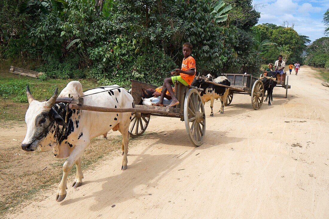 Madagascar, Diana region, on the road to Marosely, carts shoot by zebus bring food to the village