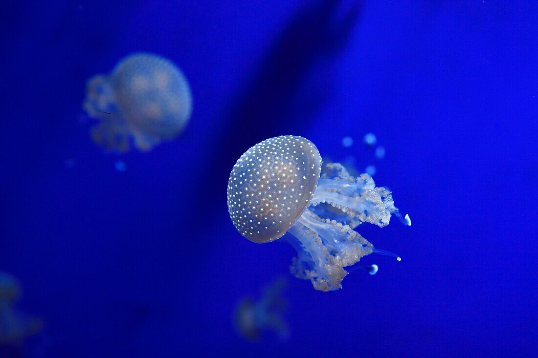 Italien,Ligurien,Genua,Porto Antico (Alter Hafen) mit dem größten Aquarium Europas,Quallen