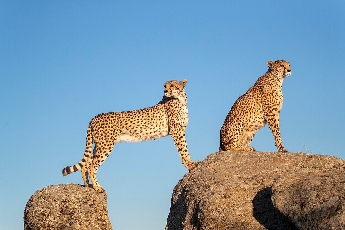 Gepard (Acinonyx jubatus),kommt in Afrika vor,zwei erwachsene Tiere auf Felsen,captif