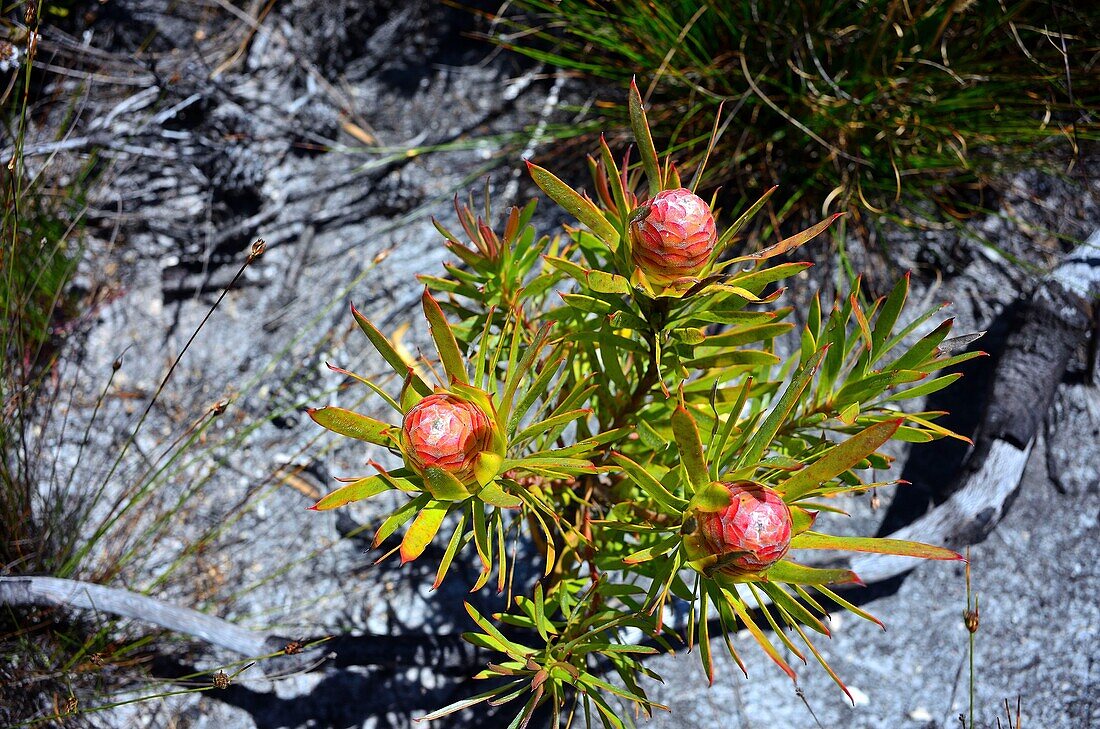 South Western cape, Chapman Bay, protea (proteaceae)