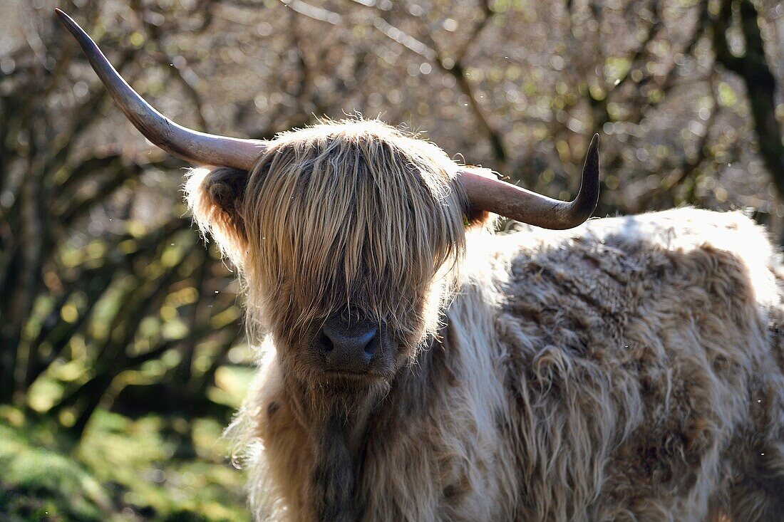 United Kingdom, Scotland, Highland, Inner Hebrides, Isle of Mull, Highland cow