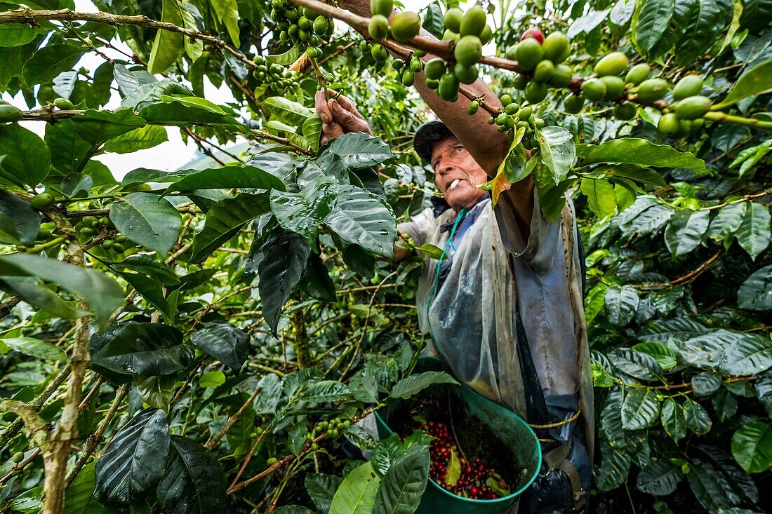 Colombia, Valley of coffee between Filandia and Marseilla, coffee picking