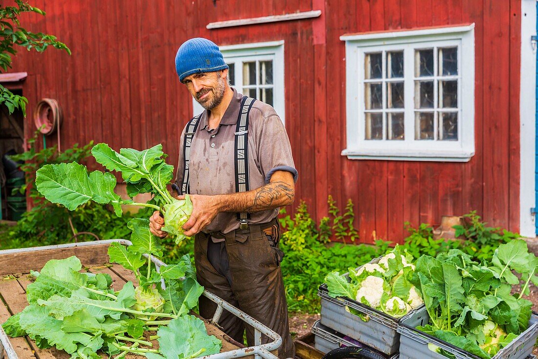 Schweden,Grafschaft Vastra Gotaland,Hokerum,Weiler Ulricehamn,Familie Rochat,Marktvorbereitung,Pierre mit Kohlrabi und Blumenkohl