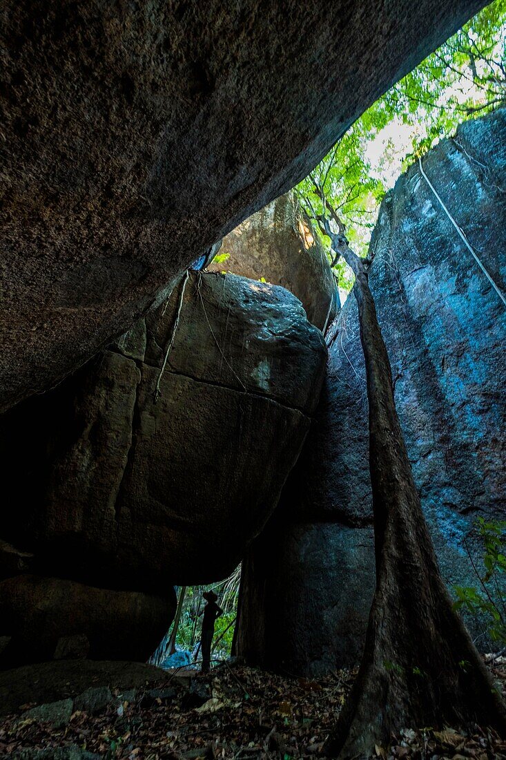 Colombia, Vichada, Puerto Carreno, Ventana Reserve on the Orenoco river, walk in the jungle amidst rocks and ceiba, Ceiba pentandra