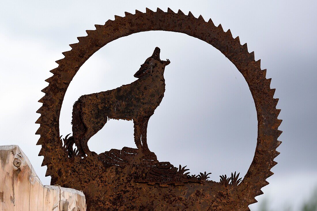 France, Moselle, Rhodes, Sainte Croix wildlife park, the New World, Coyote (Canis latrans), metal panel, saw blade shape