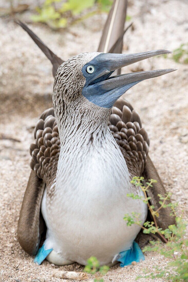 Ecuador,Galapagos-Archipel,von der UNESCO zum Weltnaturerbe erklärt,Insel Lobos,Blaufußtölpel (Sula nebouxii) beim Ausbrüten seiner Eier am Boden