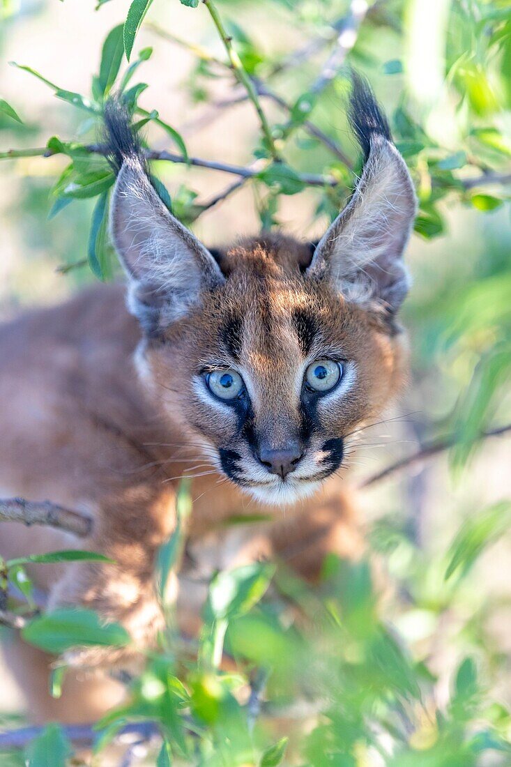 Caracal (Caracal caracal) , Occurs in Africa and Asia, Young animal 9 weeks old, in a tree, Captive