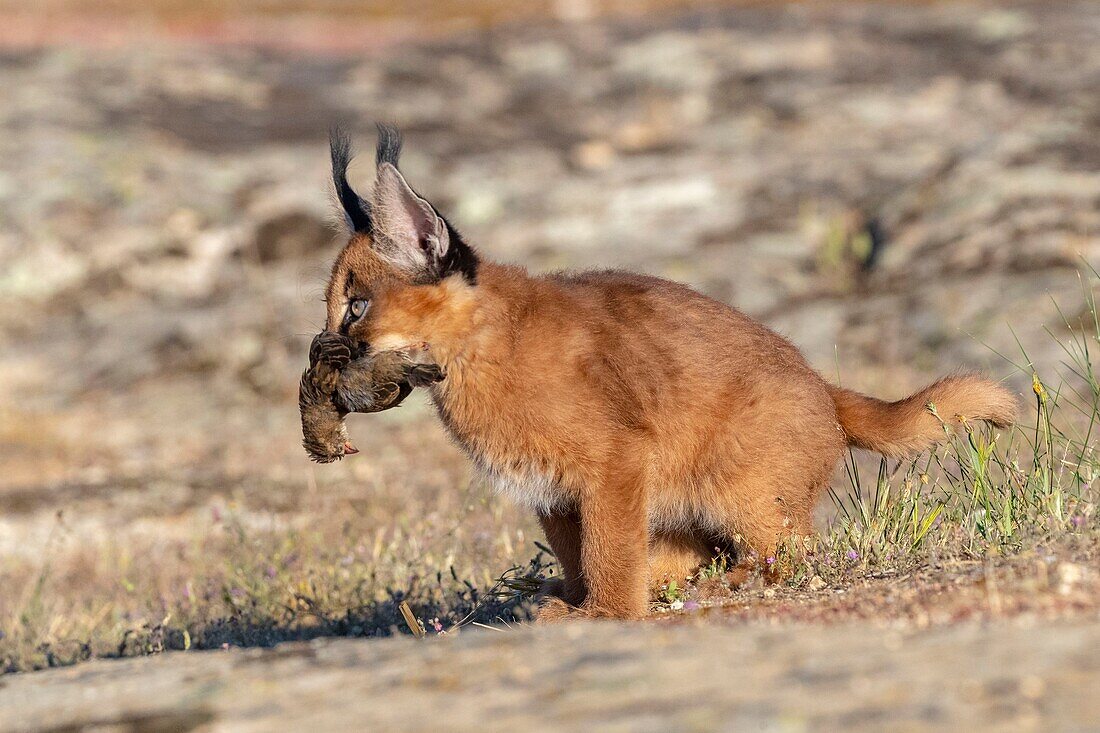 Karakal (Caracal caracal) ,Vorkommen in Afrika und Asien,Jungtier 9 Wochen alt,im Gras,Gefangenschaft