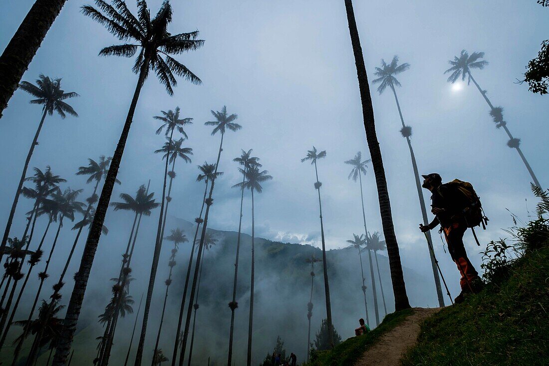 Colombia, Region of coffee, Salento, Cocora valley, Los Nevados National Park, wax palm trees, Ceroxylon Quindiunse