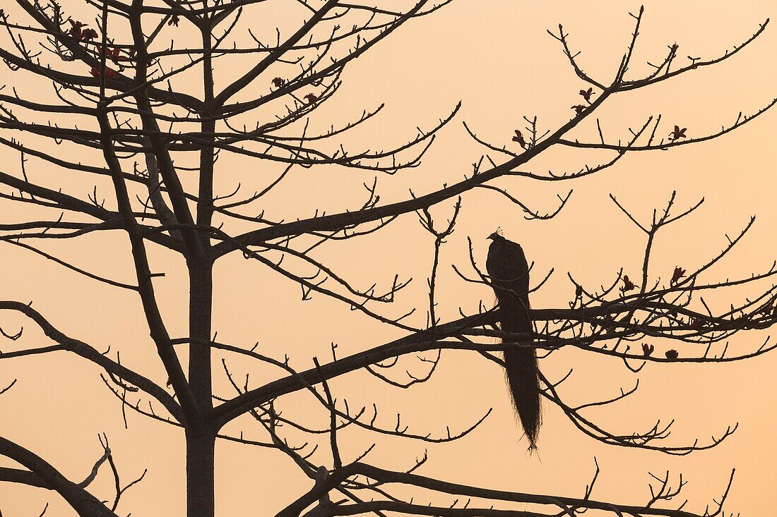 Nepal, Chitwan National Park, Indian Peafowl (Pavo cristatus) in a tree at sunrise