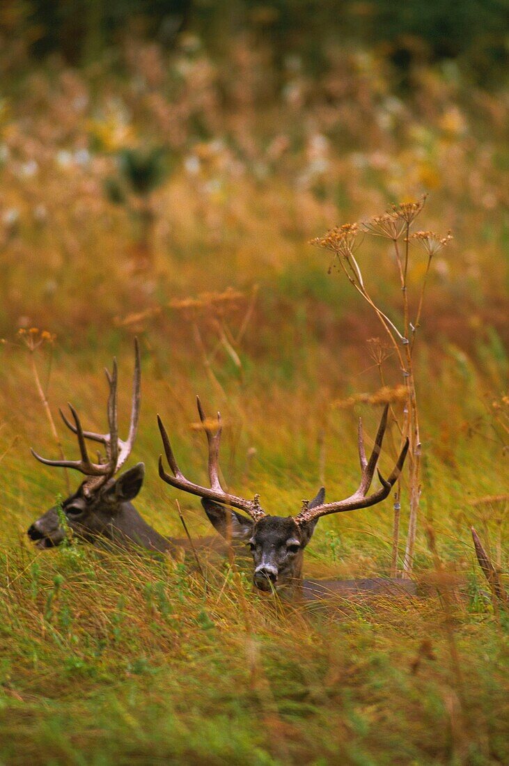 United States, California, Yosemite National Park, Mule Deer (Odocoileus hemionus) in large numbers in Yosemite National Park are animals resistant to many climatic conditions