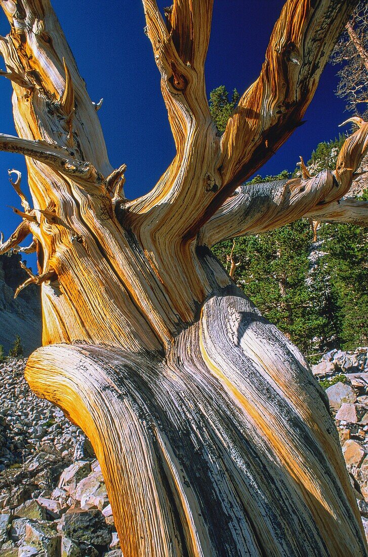 Vereinigte Staaten,Nevada,Great Basin National Park,die Bristlecone-Kiefer,ältester Baum der Erde