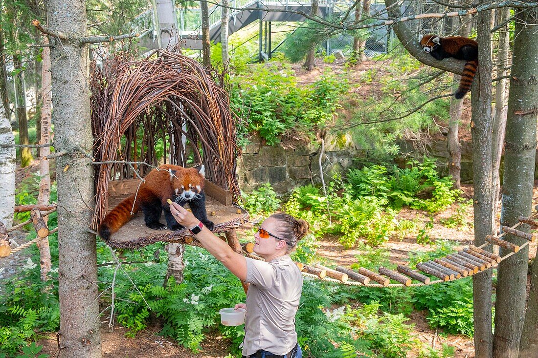 Canada, Quebec province, Lake Saint Jean region, Wild Zoo Saint Felicien, Red Panda