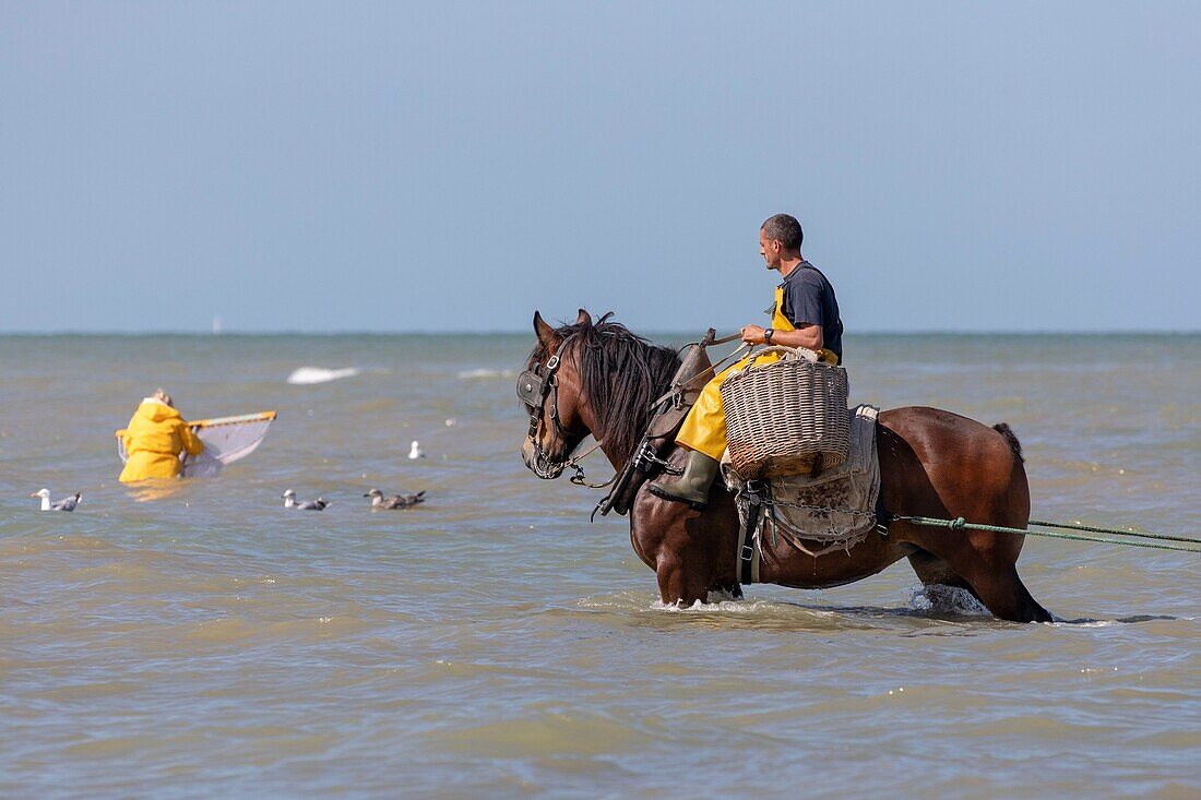 Belgium, West Flanders province, Koksijde, Oostduinkerke, the shrimp fishing on horseback is a type of fishing unique in the world, recognized as intangible cultural heritage of humanity by UNESCO in 2013 whose tradition goes back several centuries