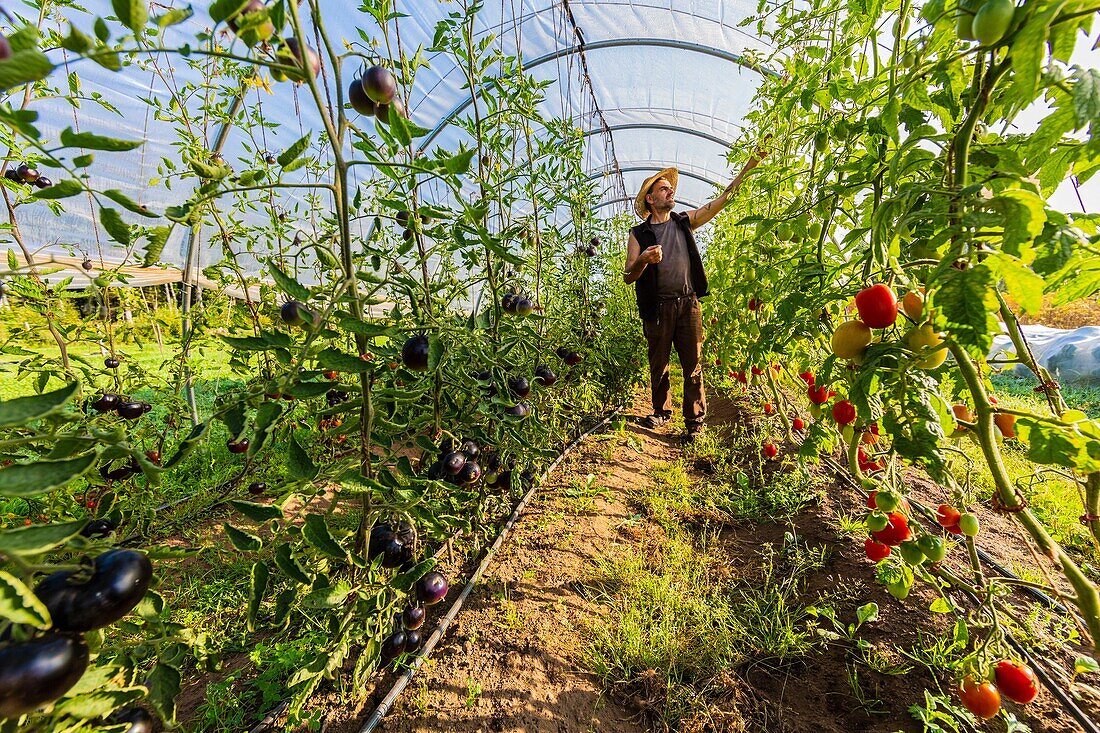 Schweden,Grafschaft Vastra Gotaland,Hokerum,Weiler Ulricehamn,Bericht der Familie Rochat,Pierre inspiziert seine Tomatenplantagen im Tunnel