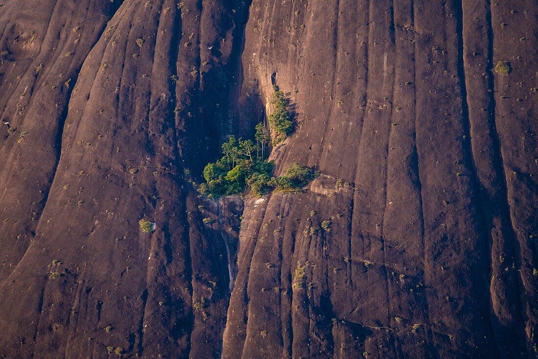 Kolumbien,Guainia,Inirida,Cerros de Mavicure,Wäldchen auf dem Cerro Pajarito