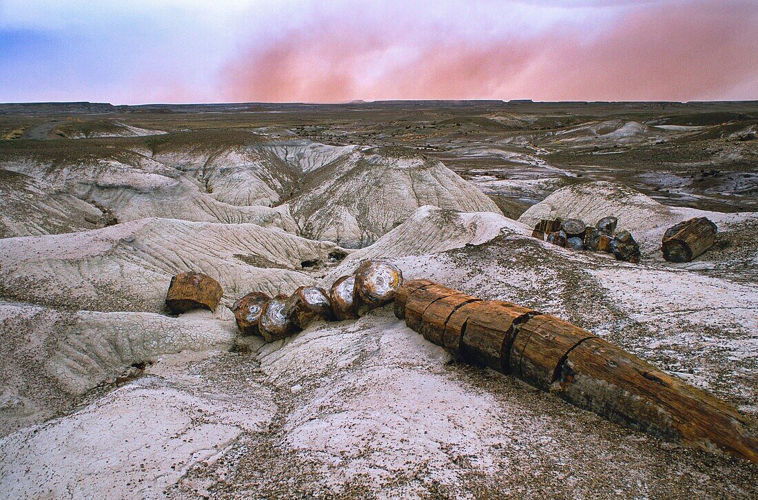 Vereinigte Staaten,Arizona,Petrified Forest National Park,Konzentration von fossilen Baumstämmen im Petrified Forest National Park