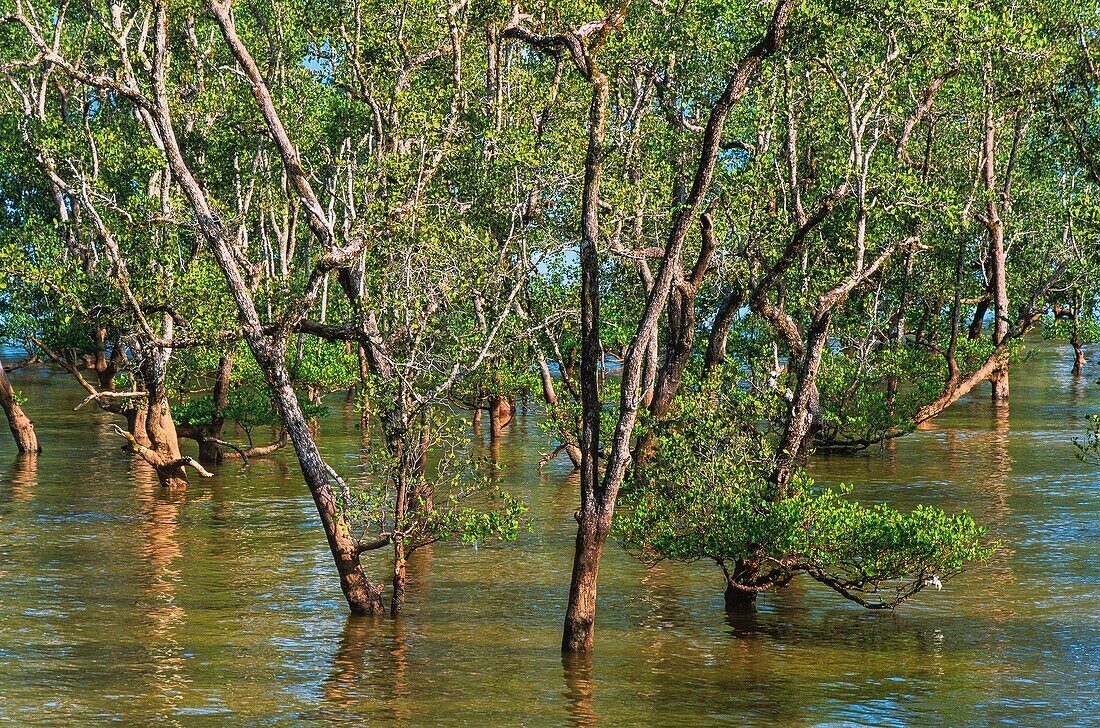 Malaysia,Borneo,Bako-Nationalpark,Mangroven gehören zu den produktivsten Ökosystemen in Biomasse auf unserem Planeten