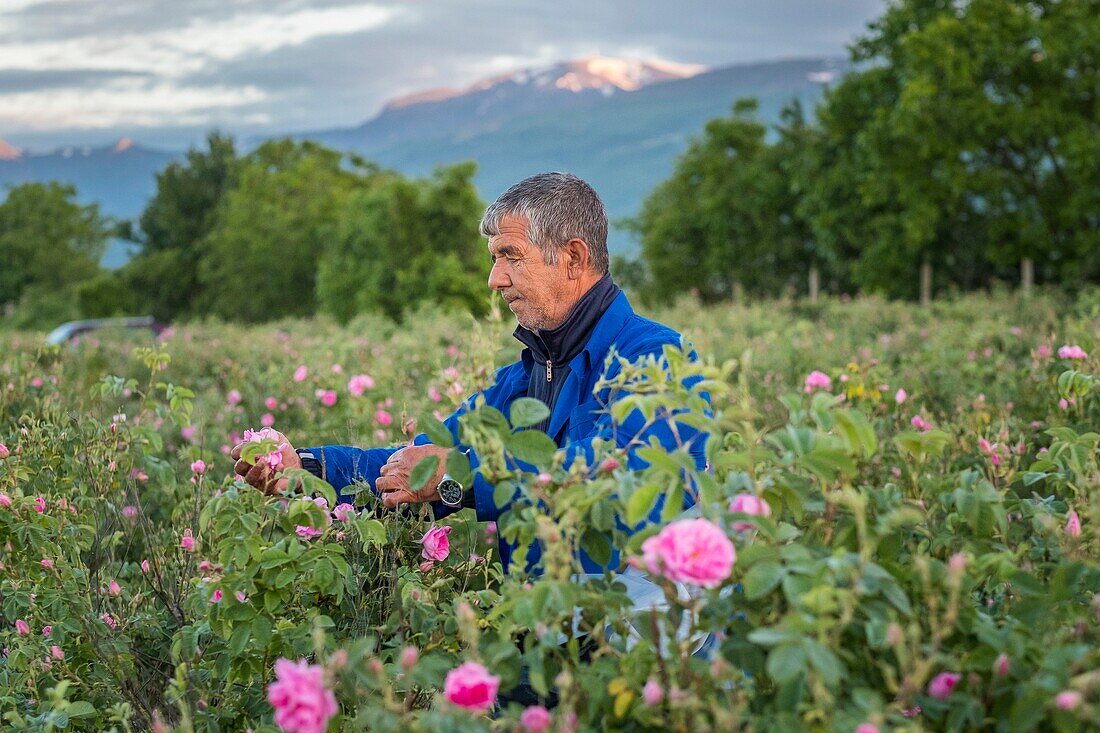 Bulgaria, Stara Zagora, Kazanlak, The Valley of Roses, harvesting roses on the fields of the Enio Bonchev distillery