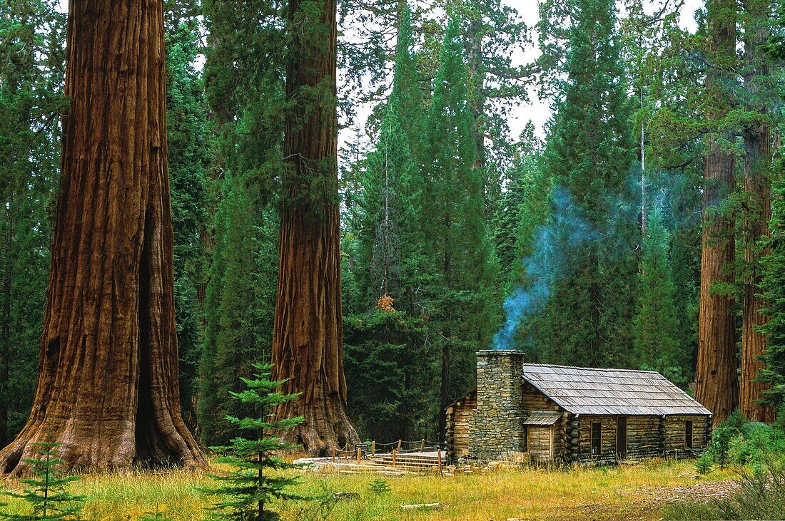 United States, California, Yosemite National Park, Mariposa Grove Sequoia Forest