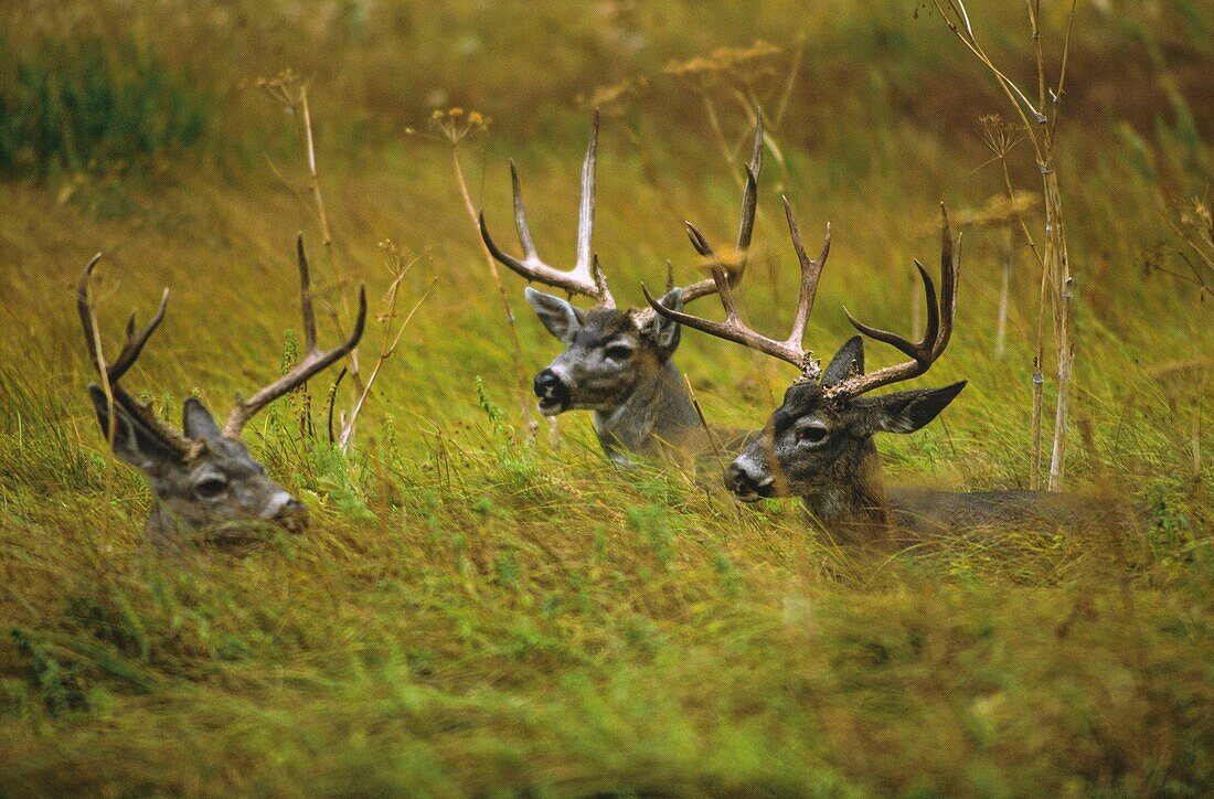 United States, California, Yosemite National Park, Mule Deer (Odocoileus hemionus) in a meadow of Yosemite National Park