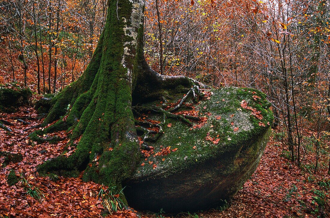 Frankreich,Bretagne,Huelgoat,Frankreich,Bretagne,Finistere,Huelgoat,Wald von Huelgoat