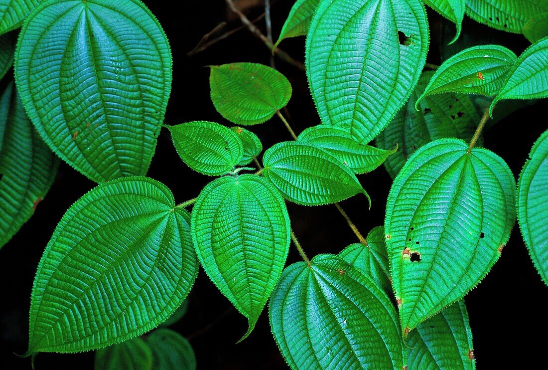 France, French Guiana, one square kilometer of Amazon forest can contain 90,790 t of living plants