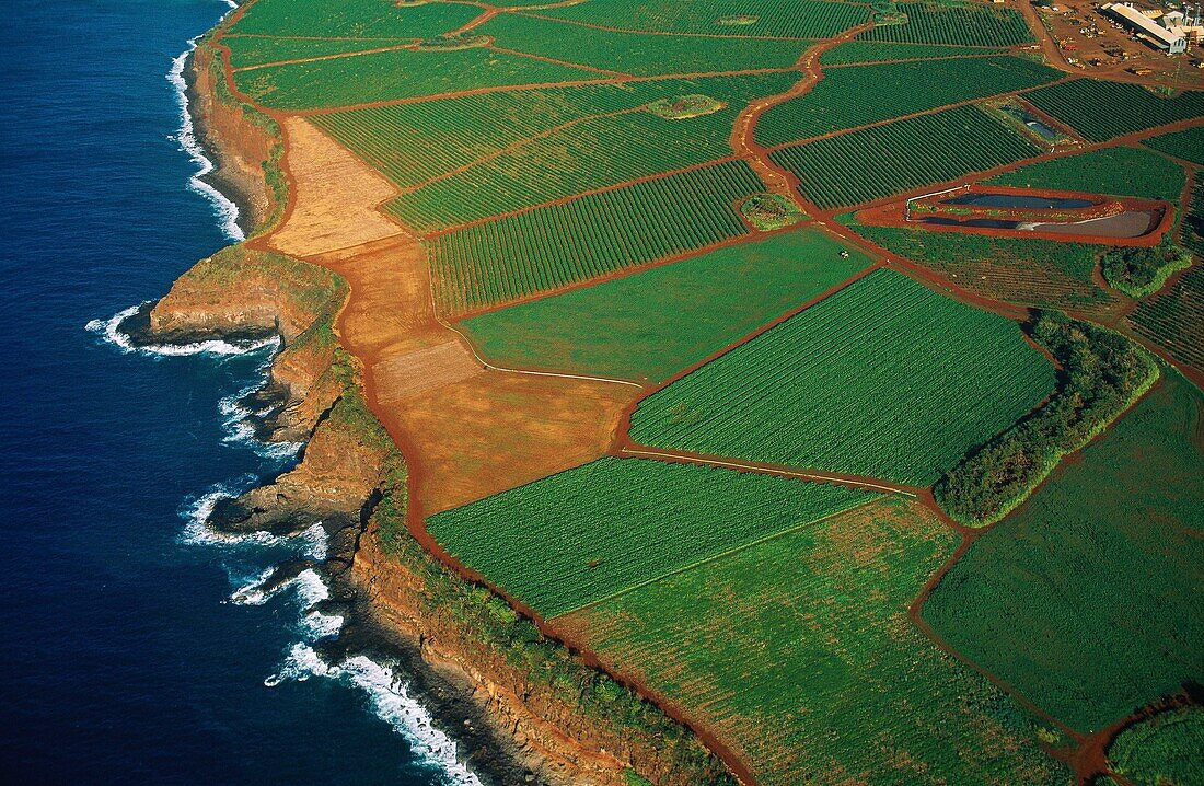 United States, Maui Island, Hawaii, Pineapple crop seen from the sky on Maui Island (aerial view)