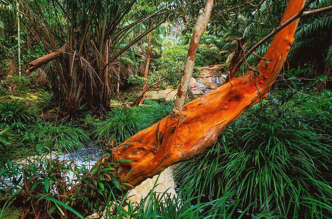 Malaysia,Borneo,Bako-Nationalpark