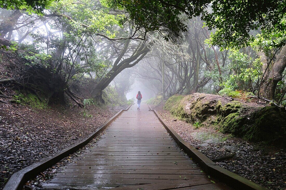 Spain, Canary Islands, Tenerife Island, Anaga Mountains, Anaga Rural Park listed as biosphere reserve, hiking in the primary forest