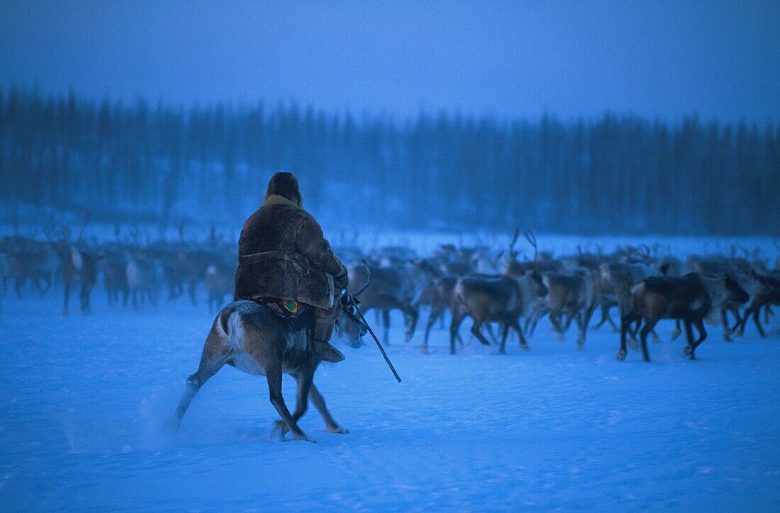 Russia, Sakha, the Evenks are nomadic reindeer herders of the taiga in Siberia