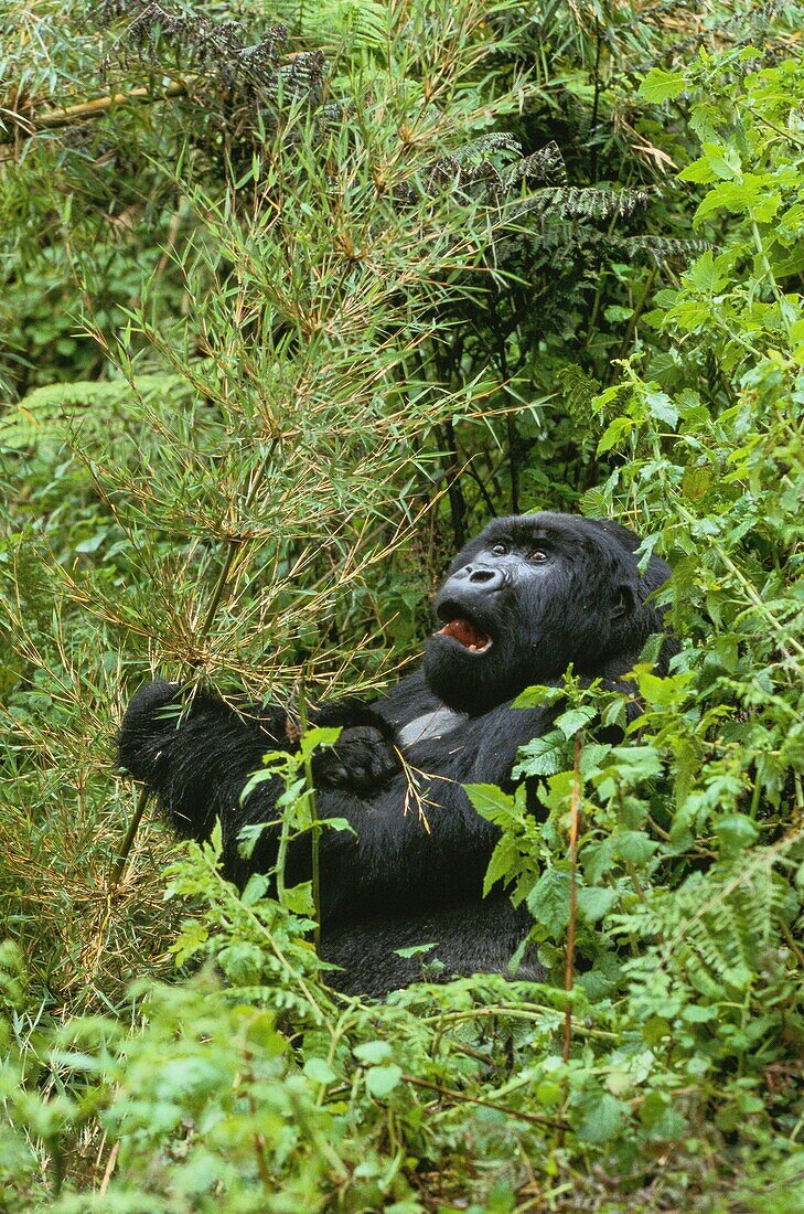 Ruanda,Nordprovinz,Volcanoes National Park,der Berggorilla (Gorilla beringei) kann zwei Meter hoch werden und 300 Kilo wiegen