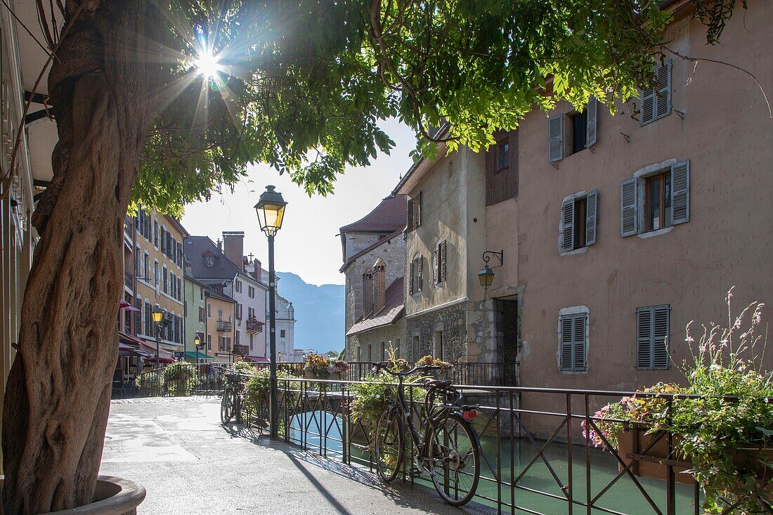 France, Haute Savoie, Annecy, old town on the Thiou river banks, Isle Quays, glow of the sun through a wisteria