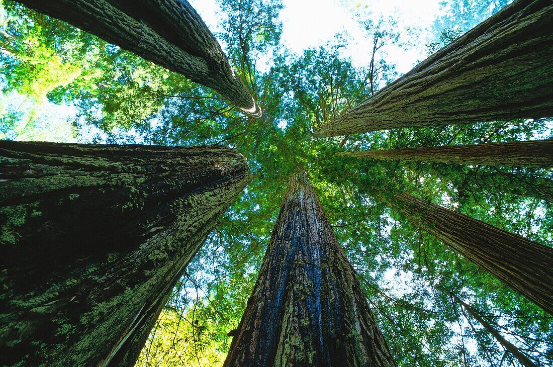 United States, California, Redwood National Park, Redwood National Park Protects Rich Native Flora and Fauna