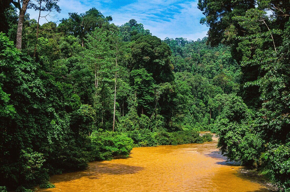 Malaysia,Borneo,Danum Valley,Danum Valley-Schutzgebiet