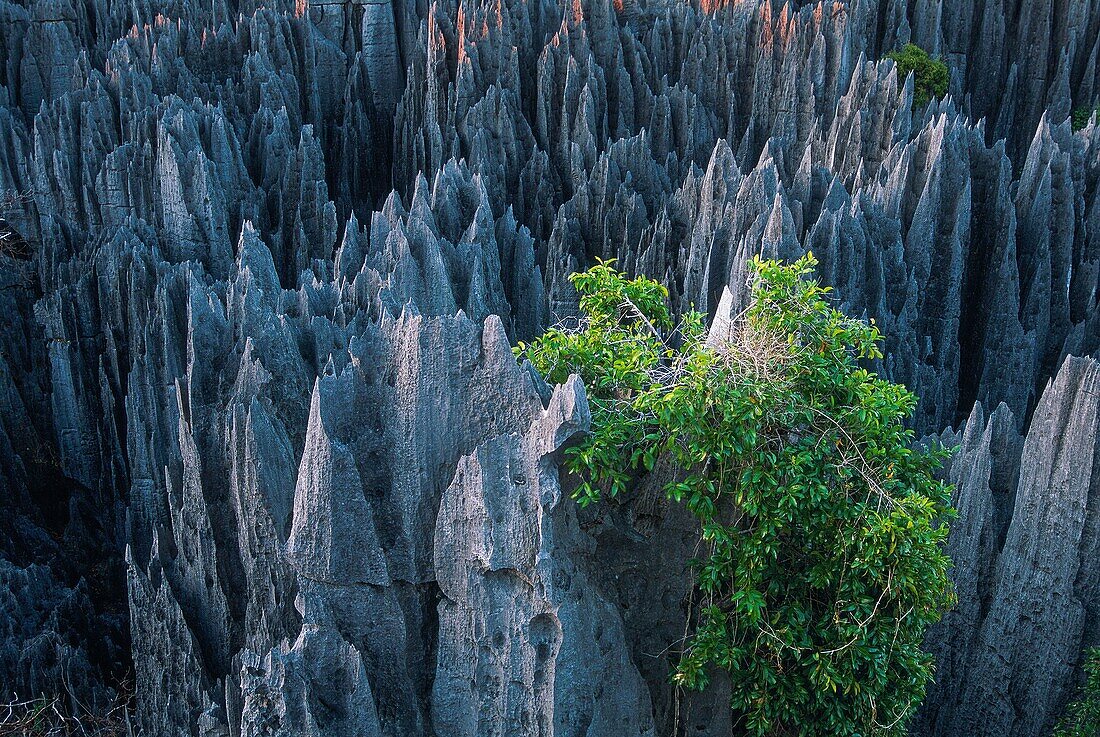 Madagaskar,Melaki,Tsingy-Nationalpark von Bemaraha,Tsingy,werden als echte Kalksteinkathedralen präsentiert,die von der UNESCO zum Weltkulturerbe erklärt wurden