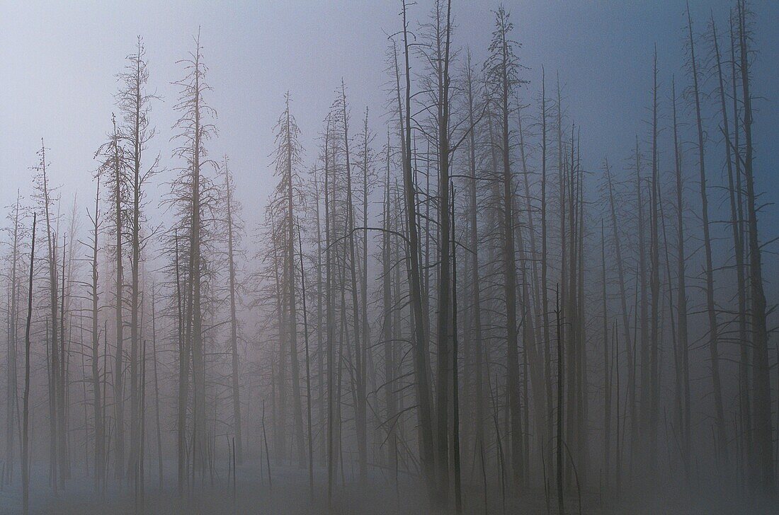 Vereinigte Staaten,Wyoming,Idaho,Montana,Yellowstone-Nationalpark,Im Winter ist der Yellowstone-Nationalpark durch Kälte und Schnee schwer zugänglich,sehr wichtig