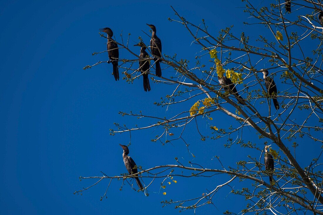 Kolumbien,Bolivar,Santa Cruz de Mompox,von der UNESCO zum Weltkulturerbe erklärt,Doppelhaubenkormoran