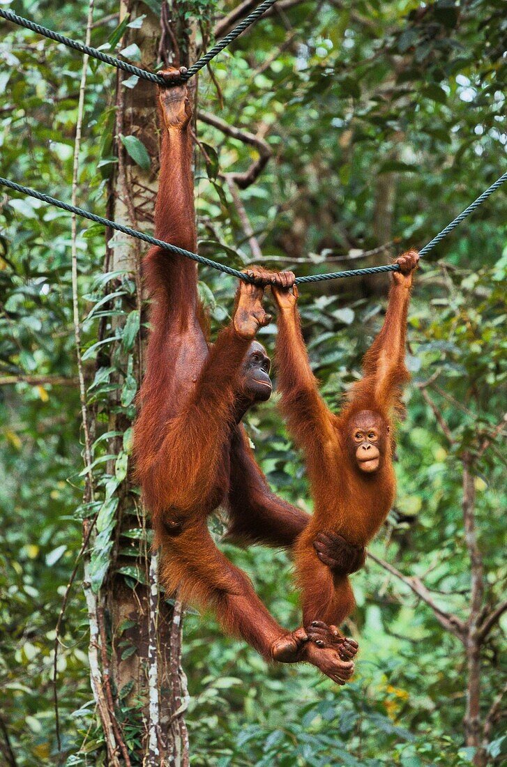 Malaysia, Sarawak, Semengok, the Semonggok Wildlife Rehabilitation Center is located south of Kuching, and is a rehabilitative sanctuary of Orangs-utans who were injured or captured