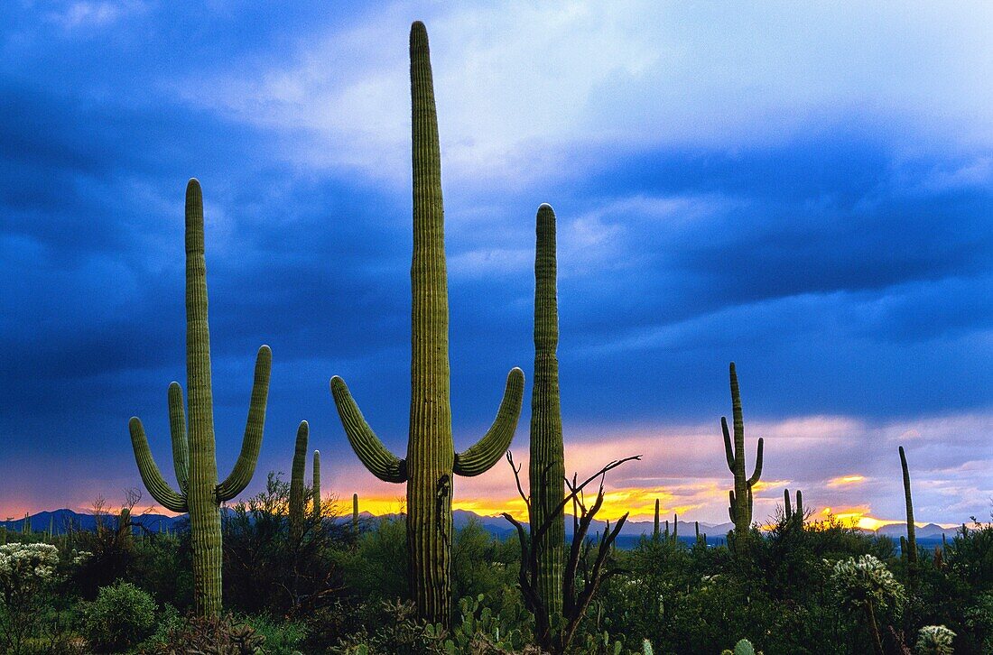 United States, Arizona, Saguaro National Park, the cactus that gave its name to the park is the Saguaro (Carnegiea gigantea)