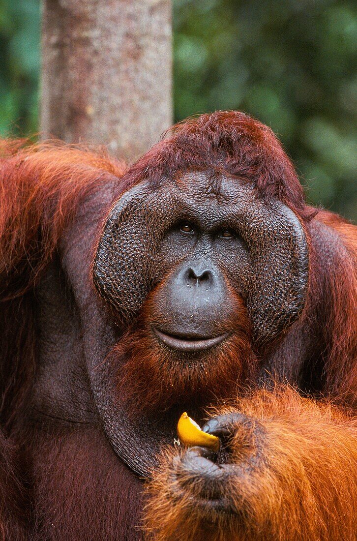 Malaysia,Sarawak,Semengok,das Semonggok Wildlife Rehabilitation Center befindet sich südlich von Kuching und ist ein Rehabilitationszentrum für verletzte oder gefangene Orangs-Utans