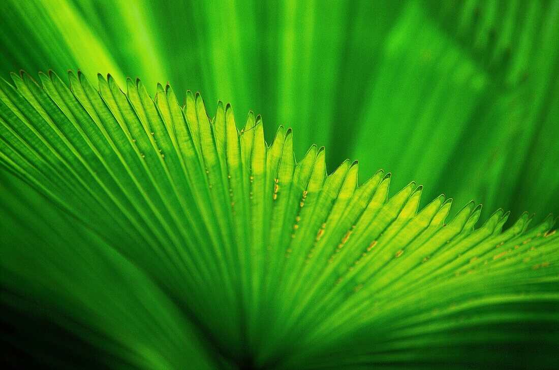 Malaysia, Borneo, Sarawak, This very graphic little palm is one of the many species that can be found on the island of Borneo