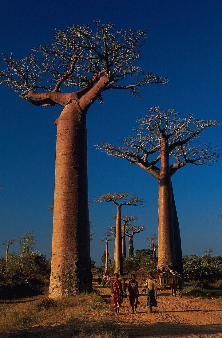 Madagaskar,Tulear,Menabe,Baobab Allee,(Adansonia grandidieri)