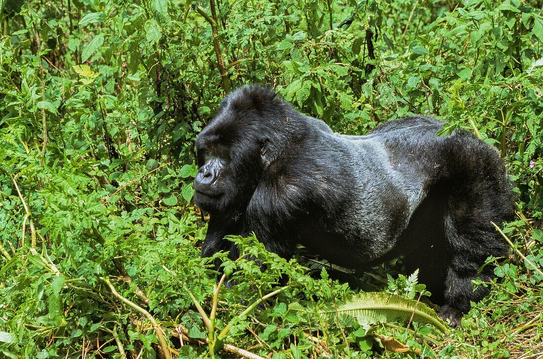 Rwanda, Northern Province, Volcanoes National Park, Susa Group, with 35 individuals, is the largest gorilla group in the park