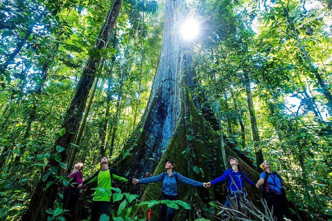 Ecuador, Tena, immersion life experience with the Waoranis of the Rio Nushino, giant cotton-tree, kapok, ceibo or Ceiba pentandra, fraternal circle around its trunk