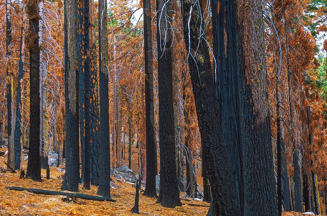 United States, California, Yosemite National Park, Mariposa Grove Sequoia Forest