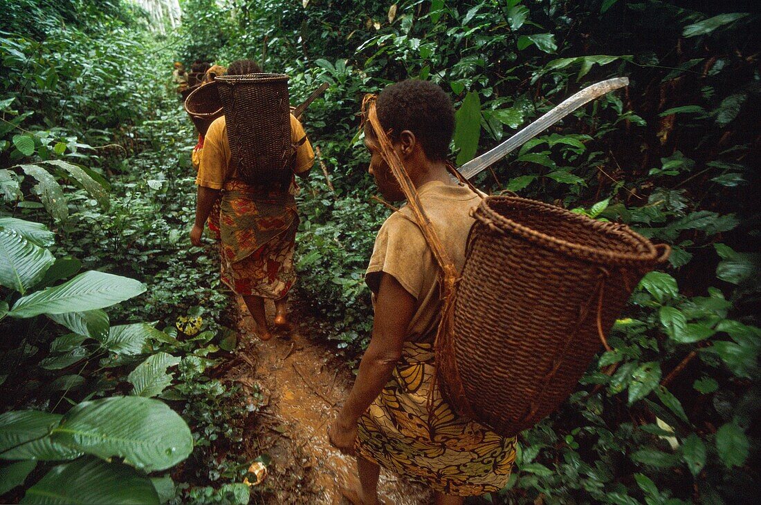 Congo, East, Lobeke, Baka women grow plants, such as plantains, cassavas and bananas, and practice beekeeping